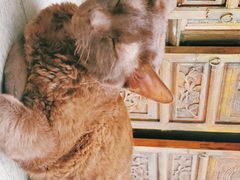 -喵屿·大理花园猫咖