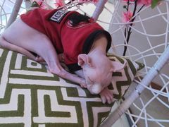 -藏猫猫咖啡主题馆(中央大道店)