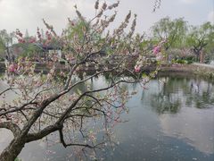 -无锡蠡湖国家湿地公园-蠡园