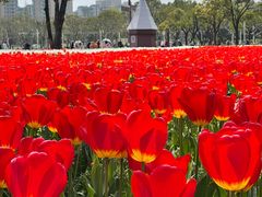 -大宁郁金香公园-停车场