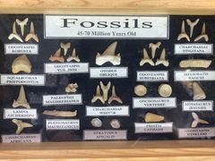 -志强陨石馆(双季花艺店)