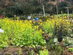-桃花岭景区