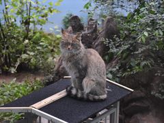 -青藏高原野生动物园