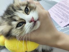 -宠物星动物医院·眼科·异宠·猫科(江南大道总院)