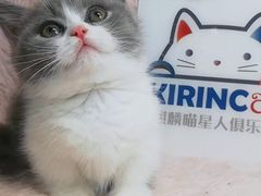 -十年猫舍·猫咪专门店(普陀店)