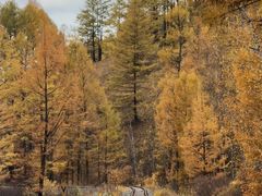 -莫尔道嘎国家森林公园