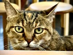 -龙华素斋(龙华路店)