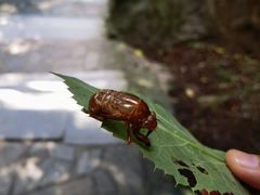 -香山公园