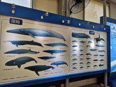 -上海海洋大学鱼文化博物馆(军工路校区)