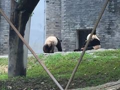 -都江堰中华大熊猫苑