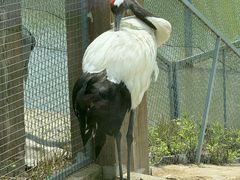 -盐城丹顶鹤湿地生态旅游区