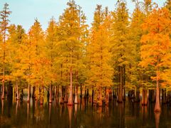 -白鹭湾湿地公园