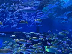 -海合安武汉极地海洋公园