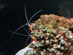 -暹罗海洋世界