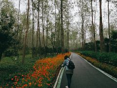 -合肥滨湖国家森林公园