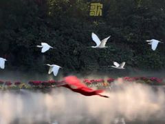 -广州长隆飞鸟乐园