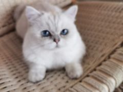 -喵屿·大理花园猫咖