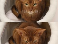 -Let's go狗咖·猫咖·奶狗·桌游(春熙路IFS店)