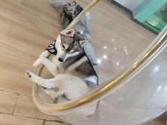 -Husky Go! 哈士奇体验馆·宠物咖啡厅狗咖