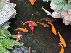 -广州白天鹅宾馆