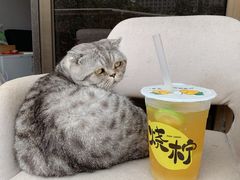 -烧柠·柠檬茶(大融城店)