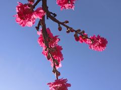 -陕西省西安植物园