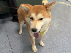 -顺强宠物诊所·狂犬免疫·夜诊·骨科(嘉定店)