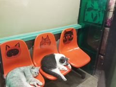 -猫咪博物馆(顶澳仔猫街店)