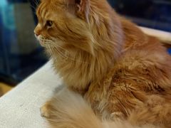 -藏猫猫咖啡主题馆(中央大道店)