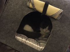 -喵zoo家庭繁育猫舍(尖东智能花园店)