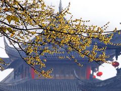 -梅村泰伯庙