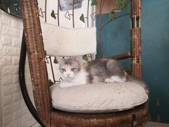 -平行世界·猫咖(首经贸店)