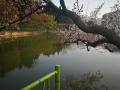 -嘉定紫藤园