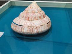 -青岛贝壳博物馆