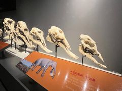 -重庆自然博物馆(新馆)