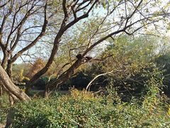 -西湖风景区-江洋畈生态公园