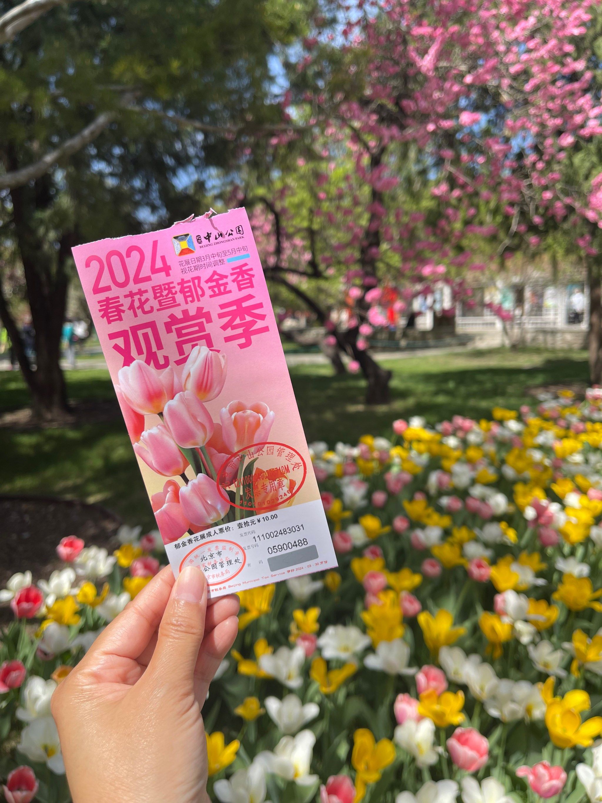 中山公园郁金香盛花期|再不来又要等一年