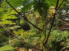 -呀路古热带植物园