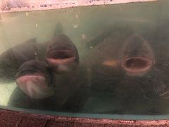 -坛宗剁椒鱼头(河西王府井店)