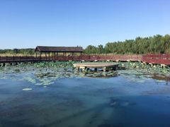 -西京湾花海