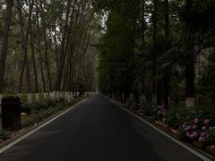 -合肥滨湖国家森林公园