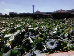 -军山湖云水间生态农业旅游景区