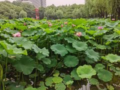 -陈家山荷花公园