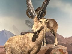 -陕西自然博物馆