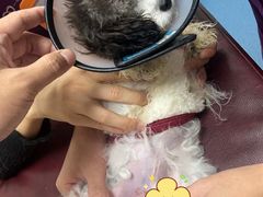 -创凡宠物医院·骨专科  猫科中心(西乡分院)