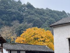 -春娟茶楼·地道农家菜(梅家坞店)