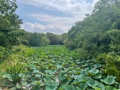 -上海海湾国家森林公园