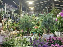 -曲阳花鸟市场(曲阳路店)
