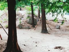 -白水寺森林公园