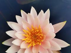 -中国科学院华南植物园